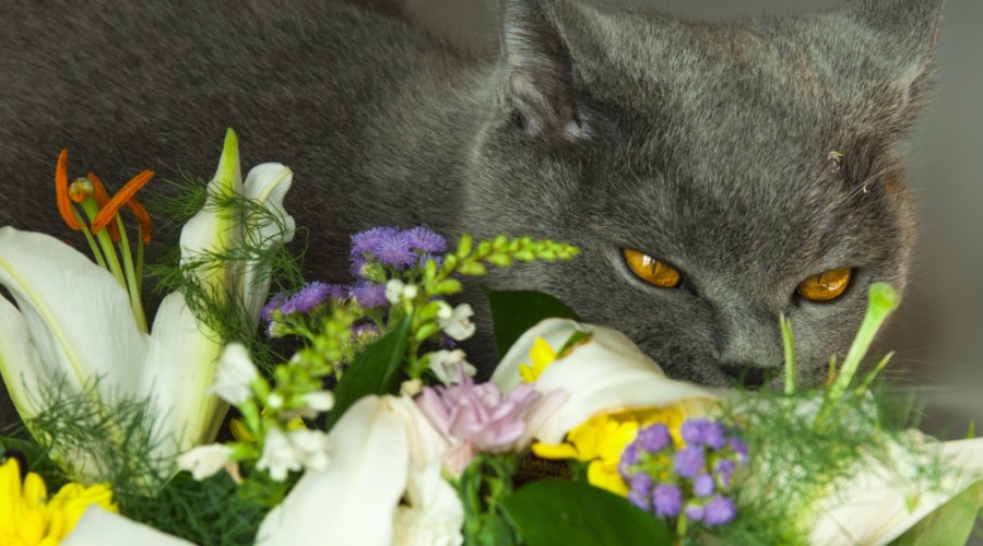 Zatrucie lilią u kotów