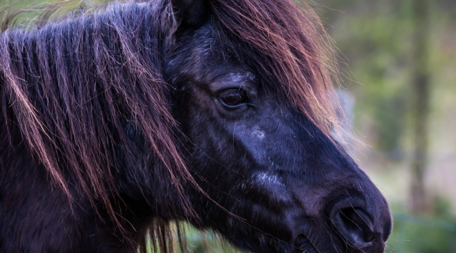 Zespół cushinga u koni