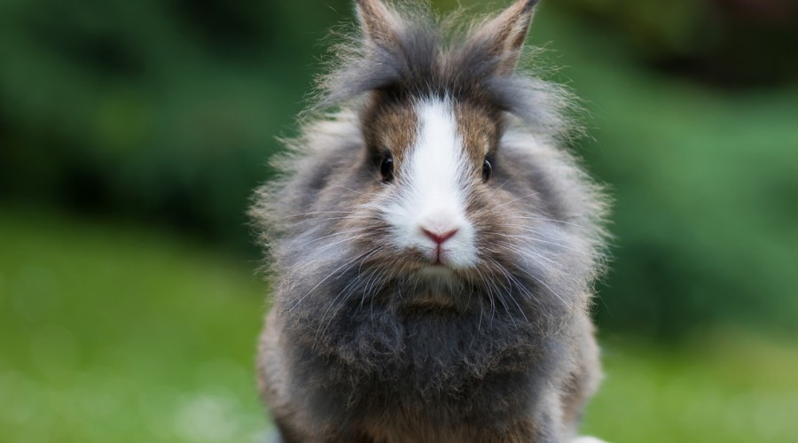 Kamica pęcherza moczowego