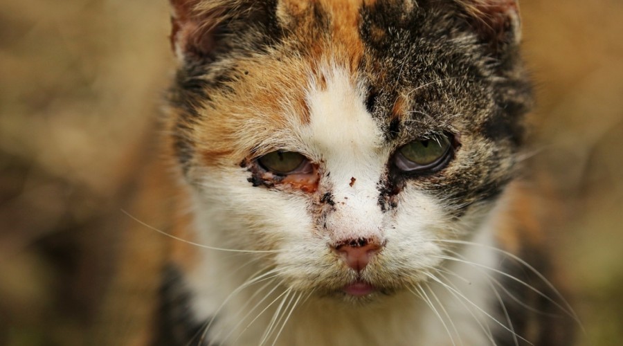 Zespół rozsianego krzepnięcia wewnątrznaczyniowego (DIC)