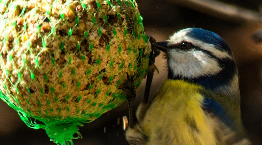 Dokarmianie ptaków zimą