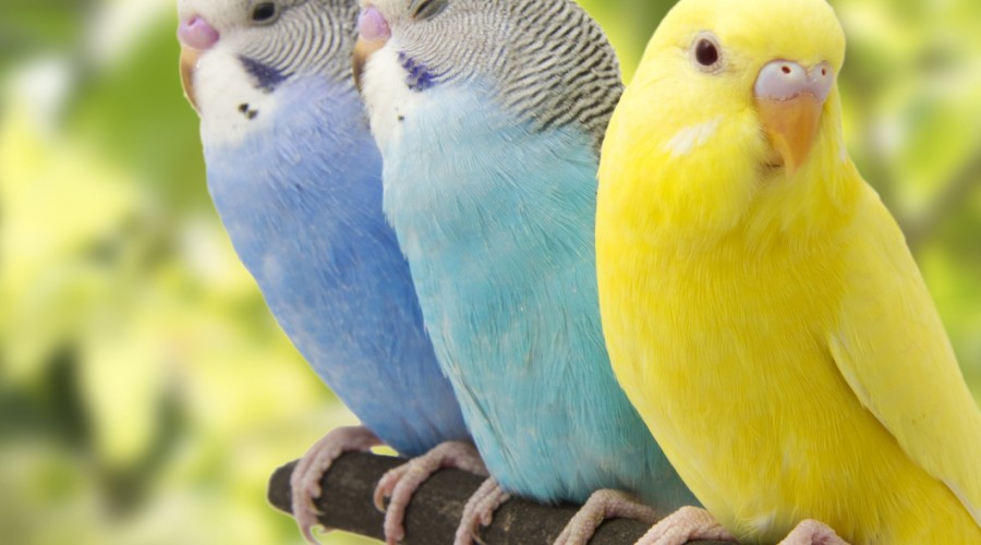 Jak rozpoznać płeć u papużki falistej?