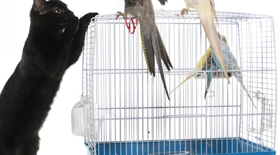 Jak poznawać papugę z innymi zwierzętami?