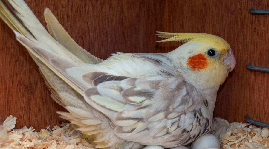 Opieka nad papugą w okresie lęgowym