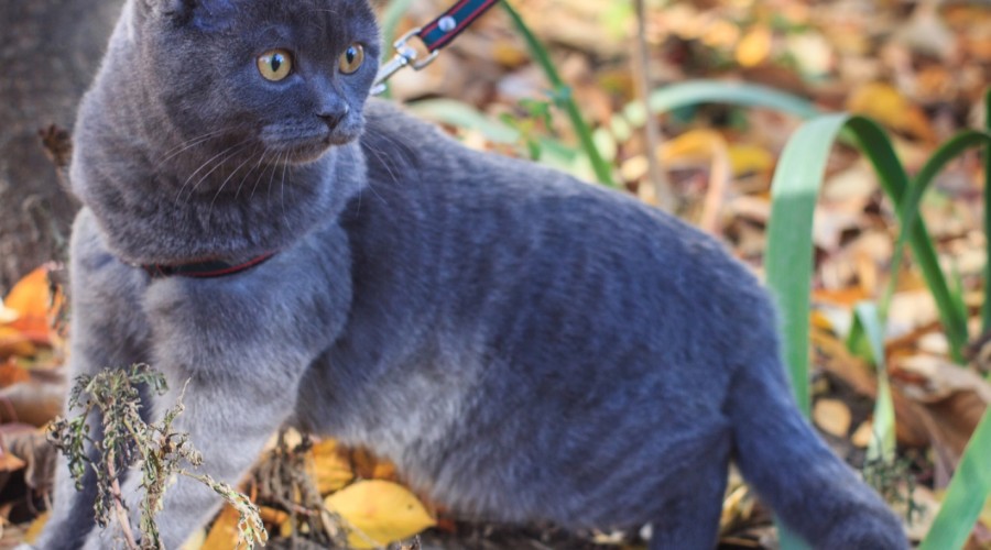 Gdy kot chce wychodzić na dwór