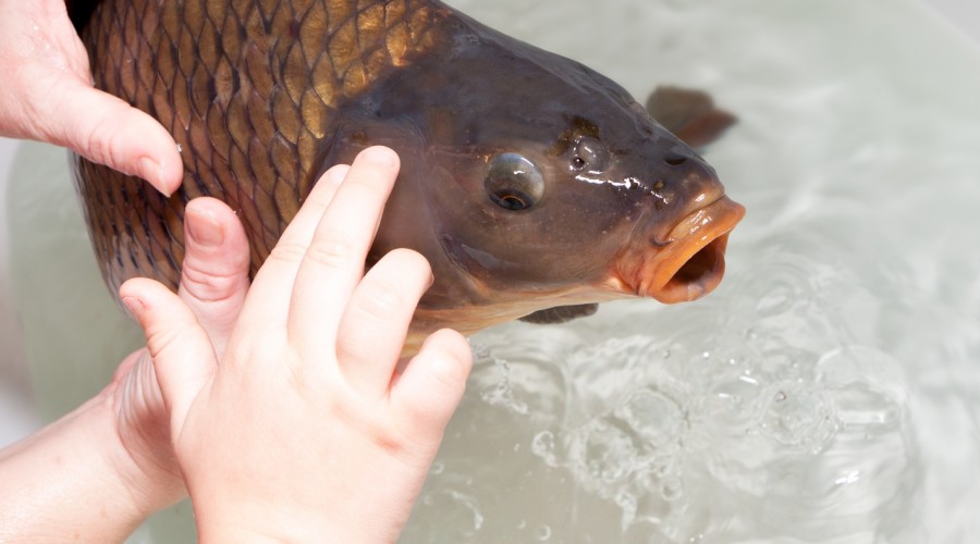 Męczarnia w imię tradycji