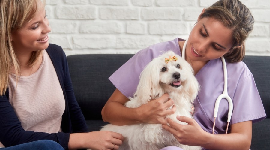 16 grzechów głównych Klientów gabinetów weterynaryjnych