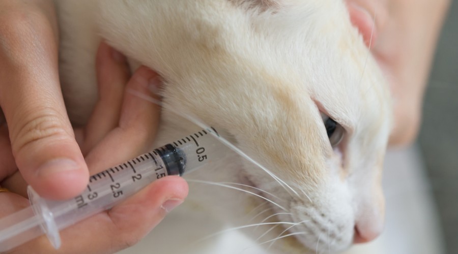 Żywienie chorego kota