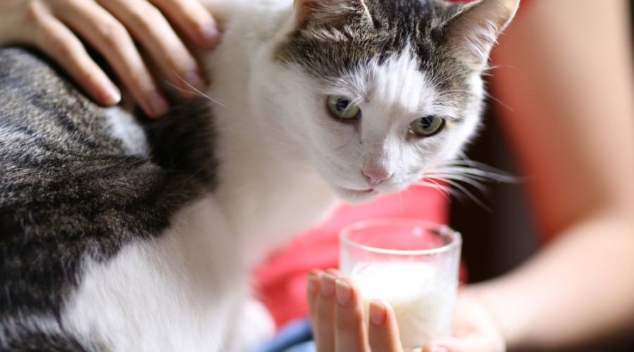 Czy kot powinien pić mleko?