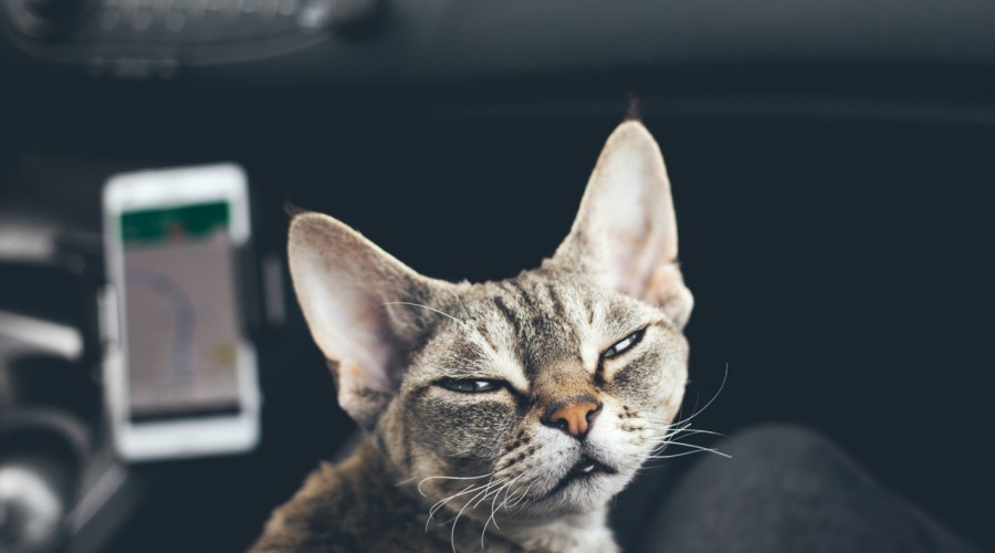 Choroba lokomocyjna u kota