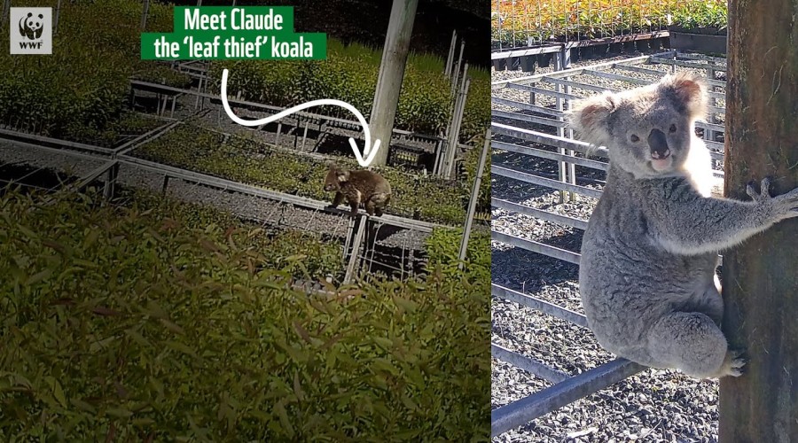 Niezwykły koala