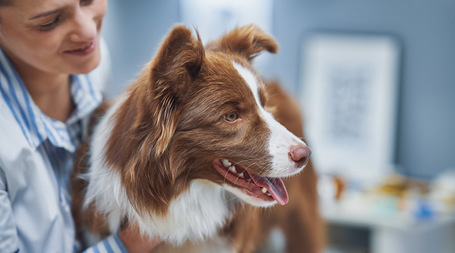 Koci Aids (FAIDS, FIV)