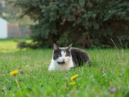 Kaszel