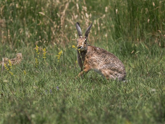 Kroliczek-potrzasanie uszkami