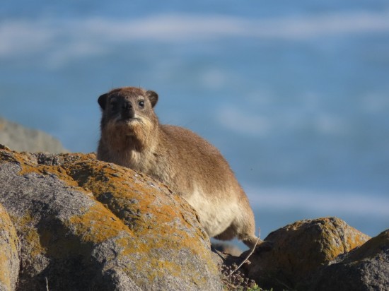 Kichanie krolika miniaturki