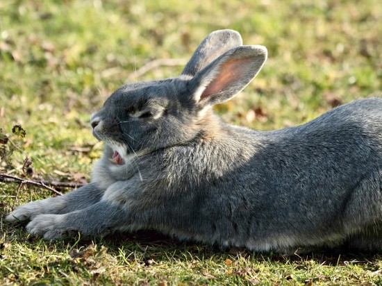Królik guz w brzuchu