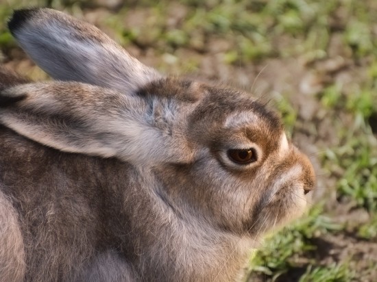 Wydzielina z nosa/pyszczka u królika karła