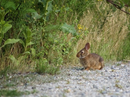 Kokcydia u królików