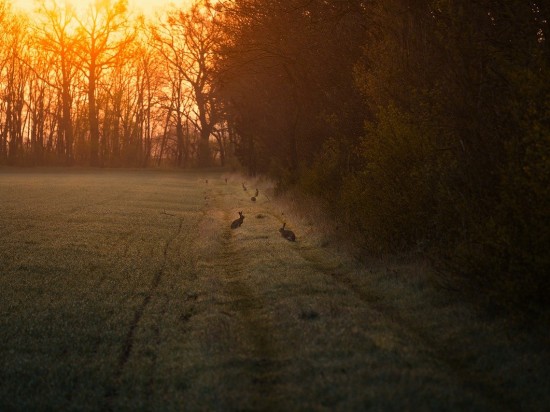 Przerzedzenie włosów u królików