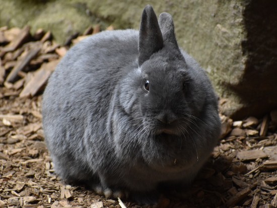 Uszkodzenie kręgosłupa u królika