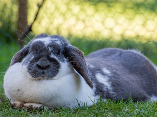 u królika pojawił się śluz w kale