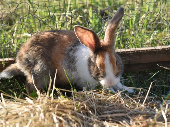 Co mogło być przyczyną śmierci królika?